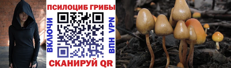 Галлюциногенные грибы Psilocybine cubensis  Купить закладки  Курильск 